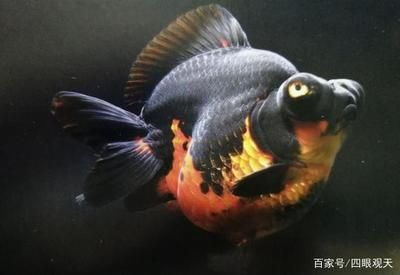 广州观赏鱼店哪家好点（广州水族馆文化探秘） 鱼缸风水 第1张