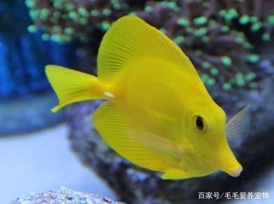 海南海水观赏鱼市场（海南海水观赏鱼养殖技术） 泗水龙鱼 第4张