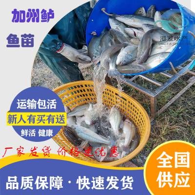 淡水鱼苗批发市场（你正在寻找淡水鱼苗批发市场以下是根据搜索结果找到的一些信息） 黑云鱼 第2张