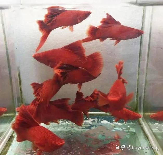 红色观赏鱼有哪些品种（红色观赏鱼的品种繁多） 水族维护服务（上门） 第2张