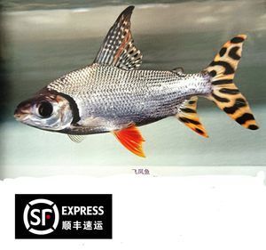 飞凤鱼价格（飞凤鱼的价格可以根据不同的品种、品相等因素有所差异） 银古鱼苗 第4张