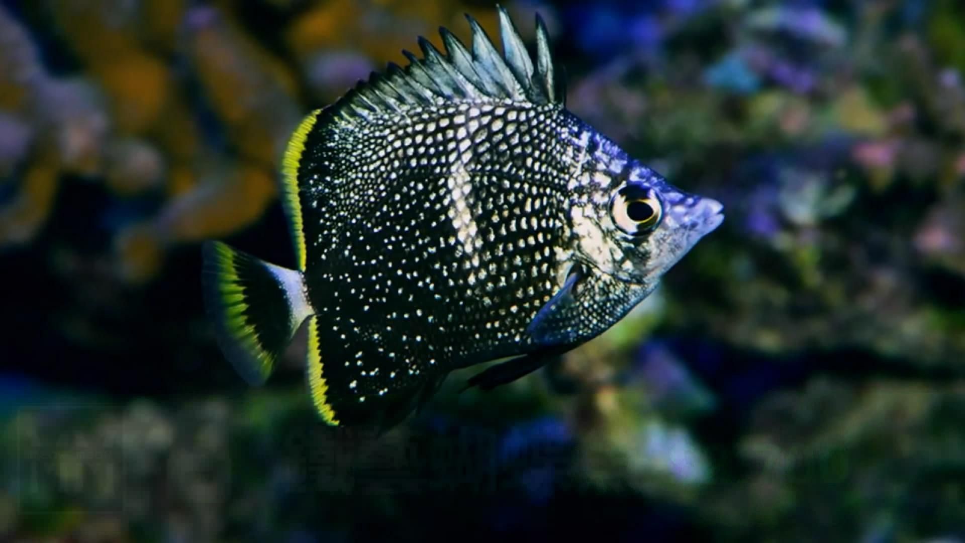 观赏鱼简介（温带淡水观赏鱼、热带淡水观赏鱼、热带淡水观赏鱼的养护技巧）