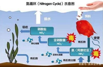 百度硝化细菌（关于硝化细菌的一些详细信息） 冲氧泵 第1张