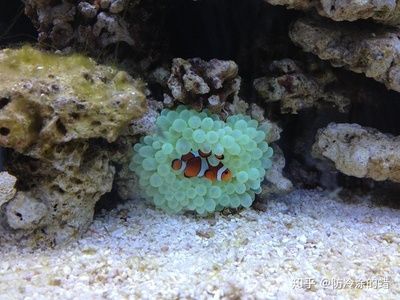 海缸硝化细菌需要温度多少（硝化细菌对水族箱温度的需求） 观赏鱼饲料 第3张