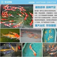 湖北地区适合养什么观赏鱼品种（湖北地区适合养什么鱼）