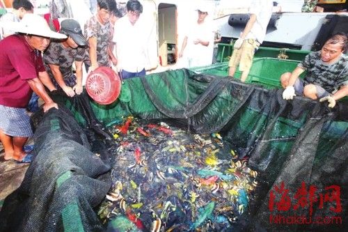 海南观赏鱼市场怎么样啊（海南观赏鱼市场具有一定的竞争优势和市场规模） 祥龙鱼场 第3张