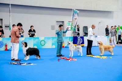 广州宠物水族展会在哪里（关于广州宠物水族展览会的一些信息）