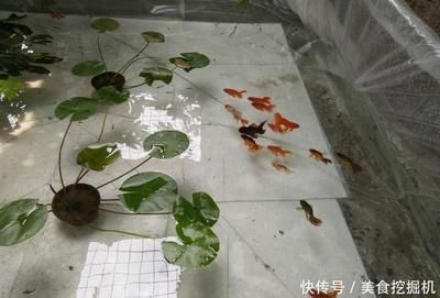 观赏鱼吃浮萍吗（观赏鱼会吃浮萍吗？） 帝王迷宫 第1张