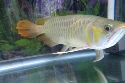 雷龙鱼主食饲料的选择方法（雷龙鱼主食饲料如何选择） 水族问答