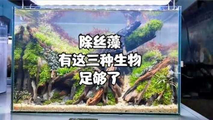 除藻虾排名（如何选择适合自己的除藻虾） 黑水素 第2张