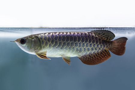 雷龙鱼烂身（如何预防雷龙鱼烂身？） 水族问答