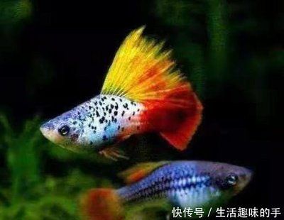 观赏鱼好看又好养寿命长（热带观赏鱼的饲养方式） 帝王血钻 第4张