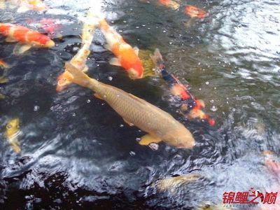 观赏鱼喂什么增色最快（观赏鱼增色饲料的科学配方） 月光鸭嘴鱼苗 第4张