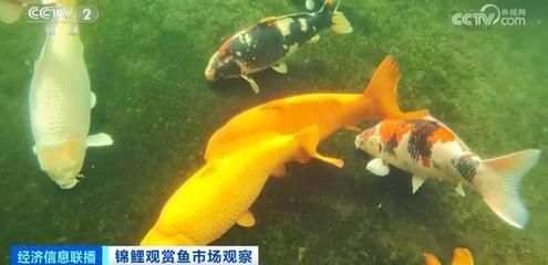 广东本土观赏鱼有哪些种类（广东本土观赏鱼种类） 海水鱼 第1张