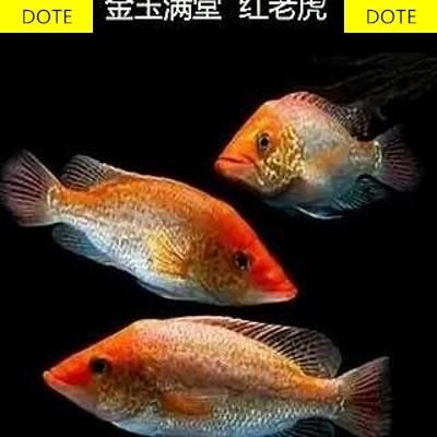 淡水老虎鱼叫什么鱼（什么是淡水老虎鱼）