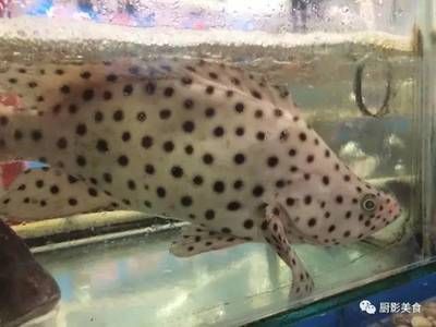 海鲜市场观赏鱼（海洋生物的奇幻之旅探索海洋生物的奇幻之旅探索海洋生物的世界）