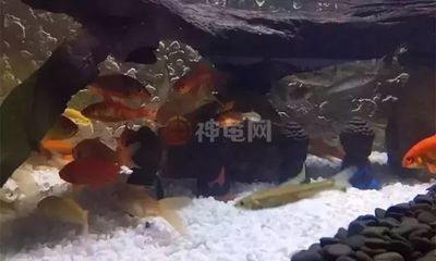 黄化龙鱼视频大全最新（黄化龙鱼视频大全最新中有哪些不同的饲养技巧？）