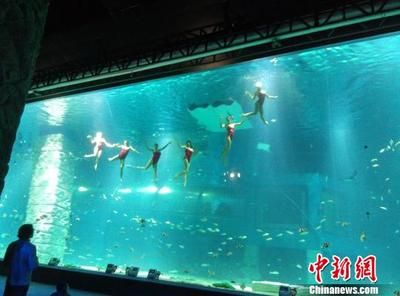 广州最大水族馆（广州最大的水族馆） 玫瑰银版鱼 第3张