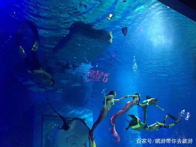 广州最大水族馆（广州最大的水族馆） 玫瑰银版鱼 第1张