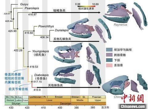 肺鱼百科（肺鱼与两栖类之间的关系） 申古三间鱼 第2张