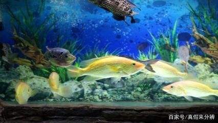 观赏鱼水族馆怎么样养（水族馆养殖观赏鱼的注意事项）