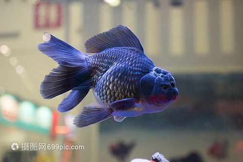 汉川哪有观赏鱼卖的（孝感汉川市鱼多多水族金鱼店）