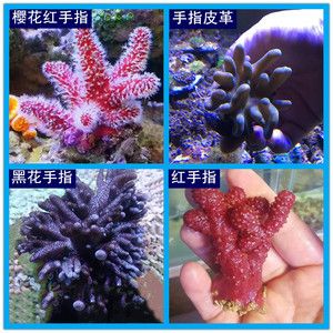 红色海水观赏鱼有哪些（海水观赏鱼的饲养技巧）