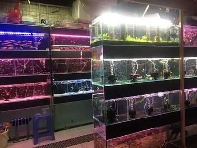 观赏鱼店铺装修设计图（广州问初生态造景观赏鱼店装修设计） 红龙鱼鱼粮饲料 第3张