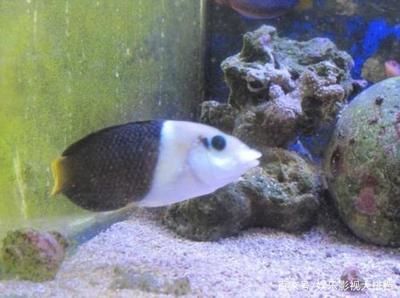 珠海水族馆选龙鱼世家水族馆赞（珠海水族馆中的龙鱼世家水族馆有哪些特别的展览项目） 水族问答