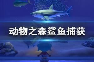 动森钓鲨鱼（《动物森友会》动森钓鱼技巧大揭秘动森钓鱼技巧大揭秘） 三间鼠鱼苗 第1张