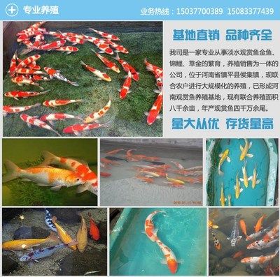 海水群游观赏鱼怎么养（海水群游观赏鱼的养护） 野彩鱼 第3张