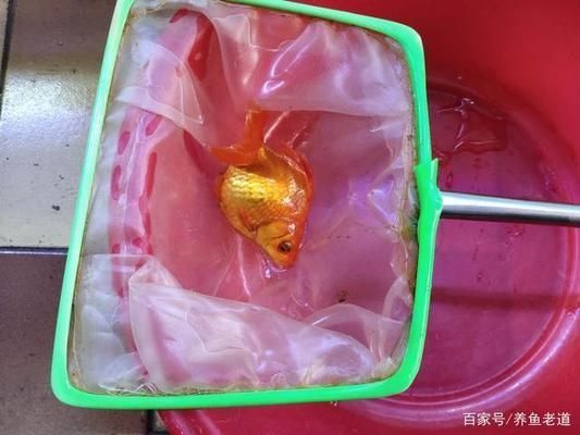 观赏鱼突然死亡背部有血丝（观赏鱼死亡和背部出现血丝可能是由多种因素引起的） 苏虎苗（苏门答腊虎鱼苗） 第3张