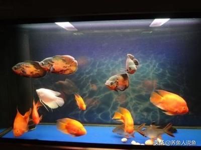 观赏鱼什么鱼混养好养一点呢（混养观赏鱼的注意事项） 水族品牌 第4张