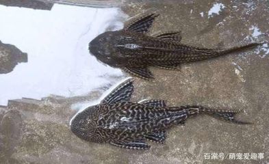 海观赏鱼鱼怎么养活（海水观赏鱼的养护） 锦鲤饲料 第3张