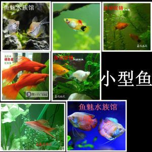 观赏鱼协会活动策划（如何策划一场成功的观赏鱼展览） 水族用品 第3张