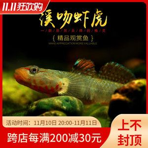 观赏鱼协会活动策划（如何策划一场成功的观赏鱼展览） 水族用品 第4张