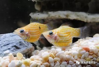 好养不贵观赏鱼（如何选择水族箱设计） 广州水族批发市场 第1张