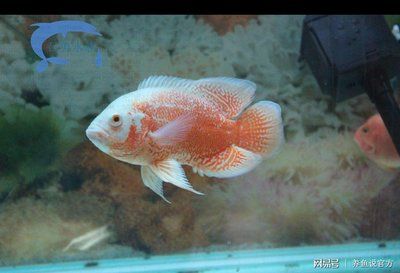 好养不贵观赏鱼（如何选择水族箱设计） 广州水族批发市场 第4张