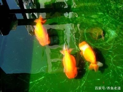 鲷鱼观赏鱼品种（热带海水观赏鱼品种详细介绍鲷鱼观赏鱼的养护秘籍） 广州观赏鱼鱼苗批发市场 第1张