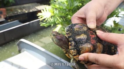 白化巴西龟怎么饲养（白化巴西龟的饲养方法） 七纹巨鲤鱼 第4张