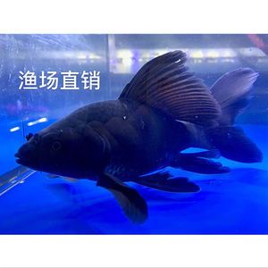 蝴蝶鲤鱼苗的养法（蝴蝶鲤鱼苗的养护技巧） 祥龙水族护理水 第2张