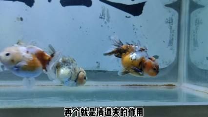 蝴蝶鲤鱼苗的养法（蝴蝶鲤鱼苗的养护技巧） 祥龙水族护理水 第3张