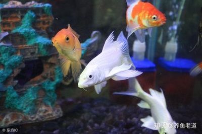 观赏鱼能不能吃苹果（观赏鱼可以吃苹果吗） 鱼缸/水族箱 第1张