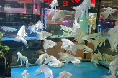 北方最大水族批发市场是哪里（北方最大水族批发市场） 冲氧泵 第1张