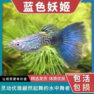 观赏鱼蓝色妖姬（蓝色妖姬养殖秘籍） 泰国虎鱼（泰虎） 第1张