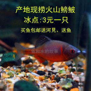 关于观赏鱼的诗句有哪些（关于观赏鱼的诗句） 大正锦鲤鱼 第4张