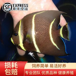 海南海水观赏鱼好养吗现在怎么养（海南海水观赏鱼的养护秘籍想要养好海水观赏鱼的秘籍） iwish爱唯希品牌鱼缸 第1张