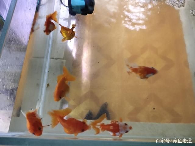 观赏鱼没死但飘在水面上（观赏鱼漂浮在水面怎么办）