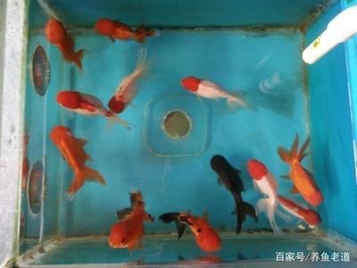 观赏鱼没死但飘在水面上（观赏鱼漂浮在水面怎么办） 大嘴鲸鱼 第1张