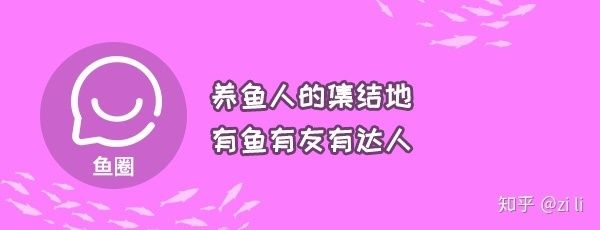 观赏鱼盐好用吗知乎（养鱼省钱秘籍养鱼秘籍养鱼省钱秘籍养鱼省钱秘籍） 狗狗（犬） 第1张